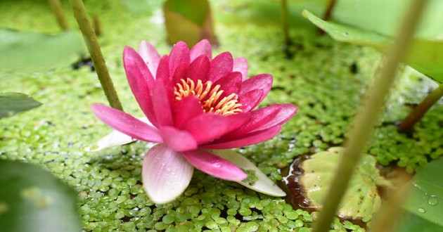 天津风水大师